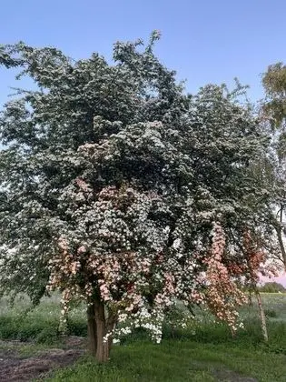 Basic Üç Kişilik Oda