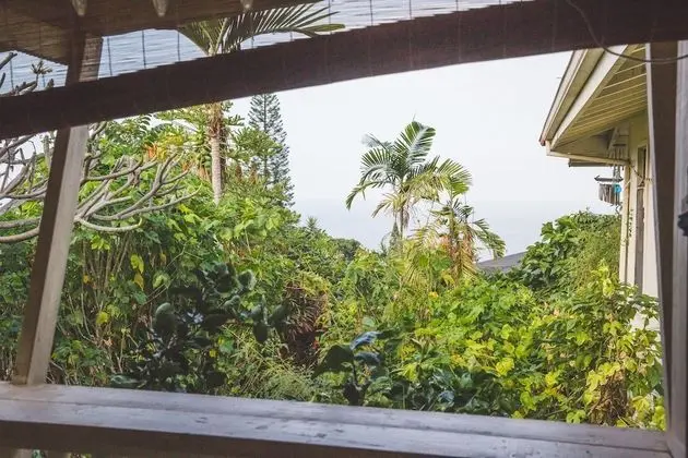 Basic Stüdyo, Sigara İçilmez, Veranda (Jungle)