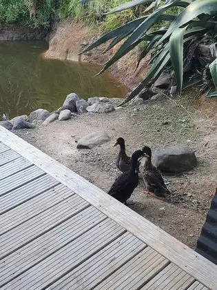 Superior Tek Büyük Yataklı Oda (Water Room)