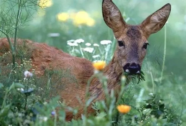 Classic Tek Büyük Yataklı Oda
