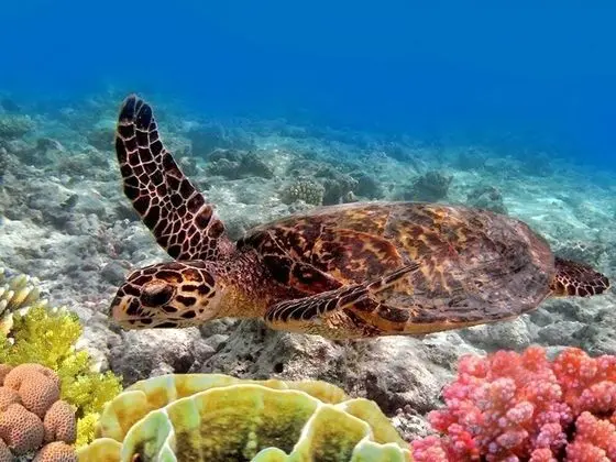 Daire, 1 Yatak Odası