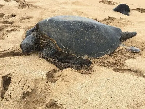 Daire, 1 Yatak Odası