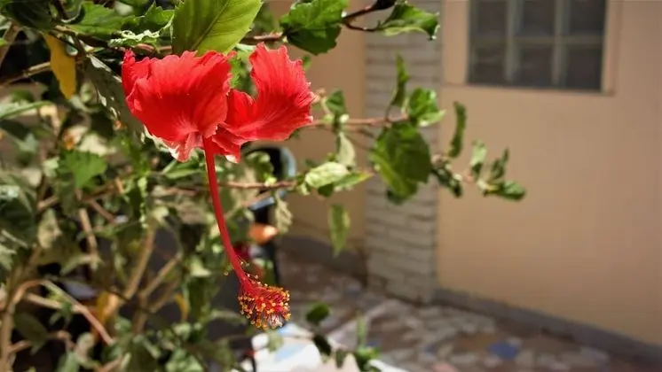 Romantic Ev, 1 Çift Kişilik Yatak, Havuz Manzaralı, Plaj Kenarı (Mango)