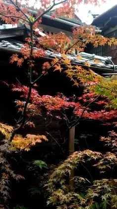 Traditional Oda (Japanese Style, Room #1)