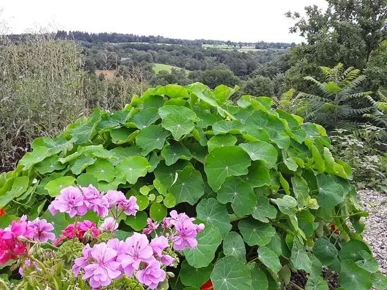 Deluxe Dağ Evi (Dovecote)