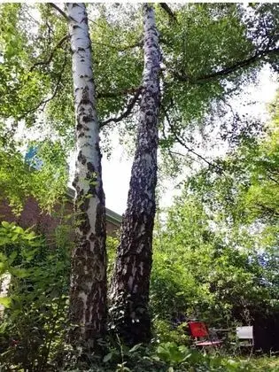 Apart Daire, 1 Yatak Odası, Teras