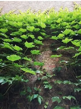 Apart Daire, 1 Yatak Odası, Teras