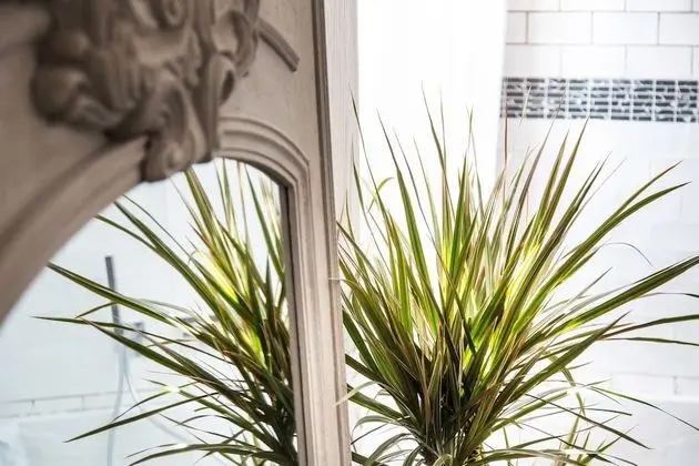 Deluxe Oda (Mata Hari)