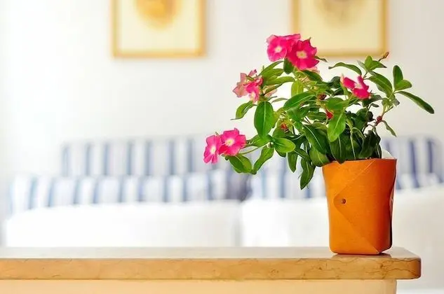 Junior Süit, Bahçeli