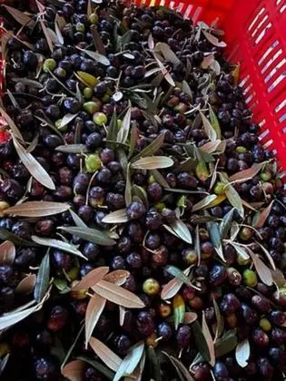 Apart Daire, 1 Yatak Odası, Balkon