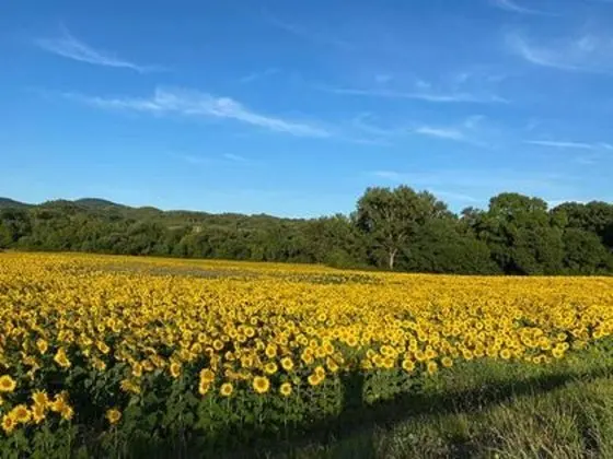 Apart Daire, 1 Yatak Odası, Balkon