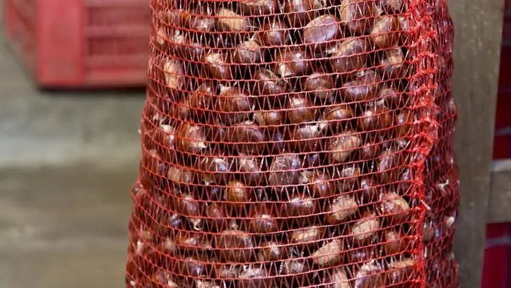 Dağ Evi, 1 Yatak Odası, Sigara İçilebilir, Şömine