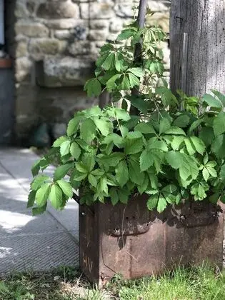 Dağ Evi, 1 Yatak Odası, Sigara İçilebilir, Şömine