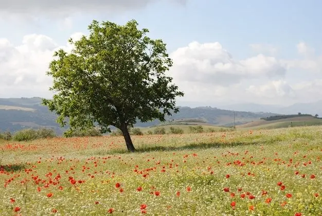 Exclusive Kulübe, 2 Yatak Odası