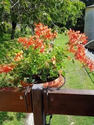 Tek Büyük Yataklı Oda, Balkon