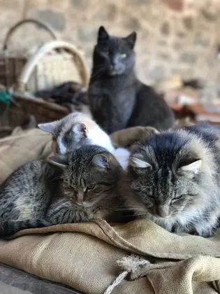 Exclusive Kır Evi, Banyolu/Duşlu, Dağ Manzaralı (**** étoiles)