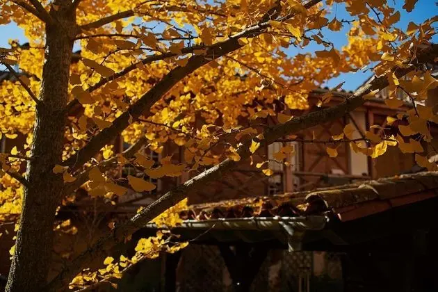 Tek Büyük Yataklı Oda, 1 Büyük (Queen) Boy Yatak, Sigara İçilmez, Bahçe Manzaralı