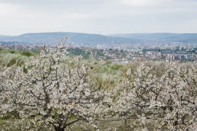 Panoramic İki Ayrı Yataklı Oda