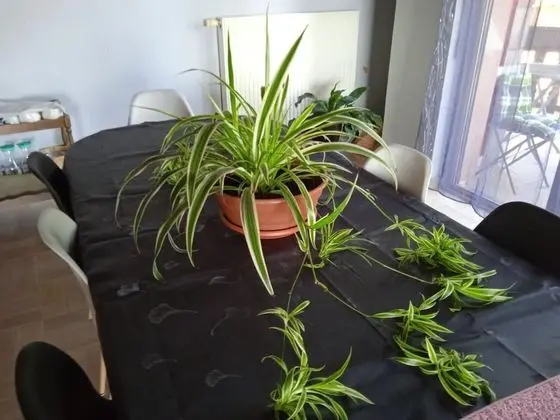 Classic Üç Kişilik Oda, Özel Banyo, Dağ Manzaralı (chbre panoramique)