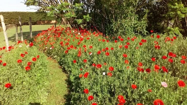 Superior Tek Büyük Yataklı Oda, Banyolu/Duşlu (Les Etoiles)