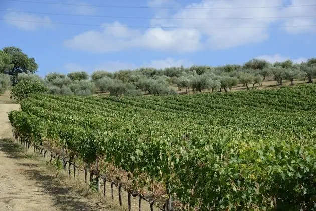 Apart Daire, 2 Yatak Odası, Bahçe Manzaralı (1)