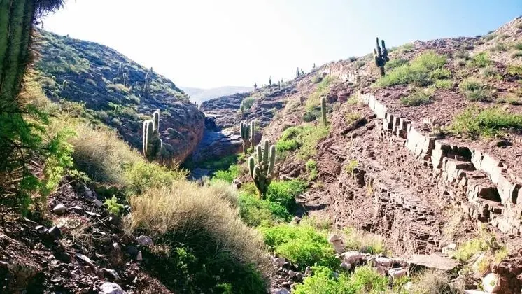 Family Kulübe (C1F)