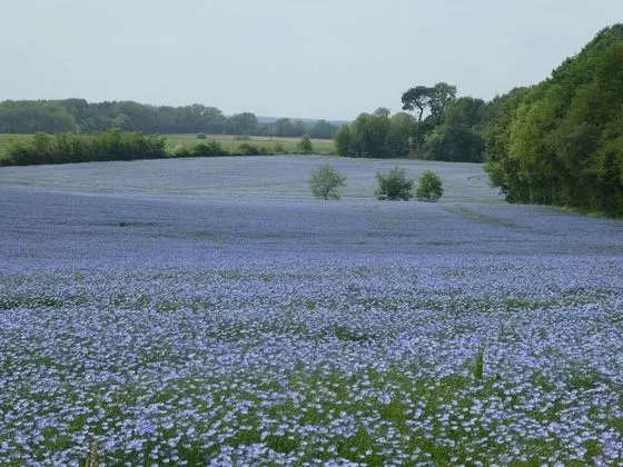 Comfort Ev, Banyolu/Duşlu (3 ETOILES)
