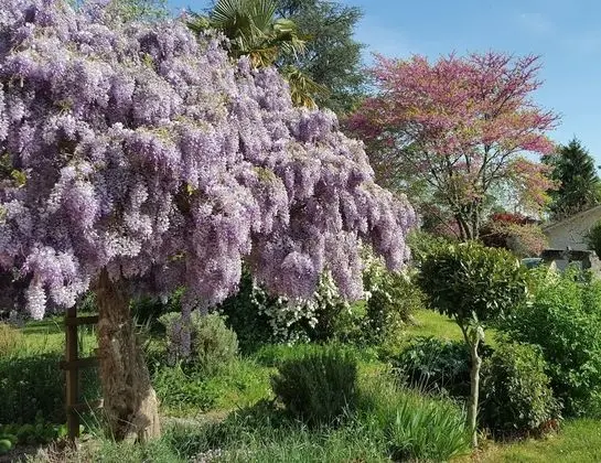 Comfort Oda, Sigara İçilmez, Bahçe Manzaralı (Le Ferret)