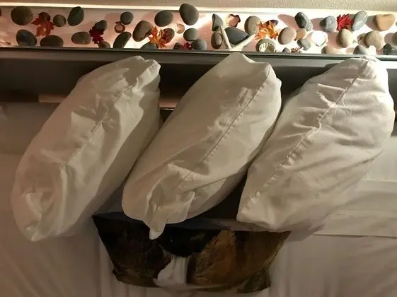 Comfort Süit, Göl Manzaralı