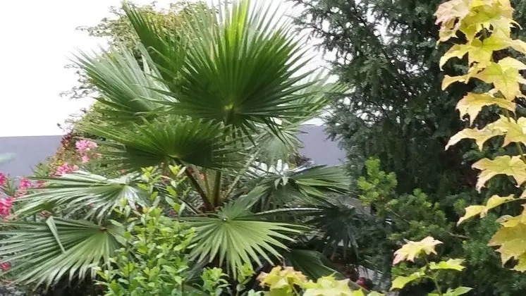 Family Dört Kişilik Oda