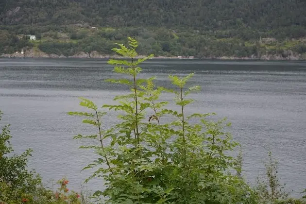 Cabin without bathroom, 4 beds