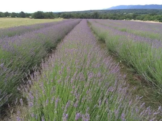 Ev, Birden Çok Yatak