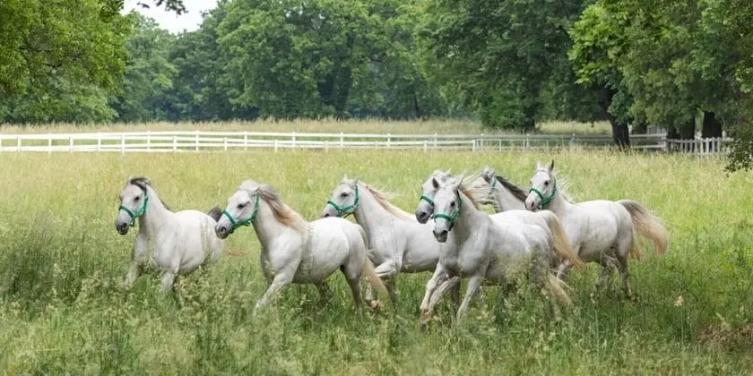 Ev, Birden Çok Yatak