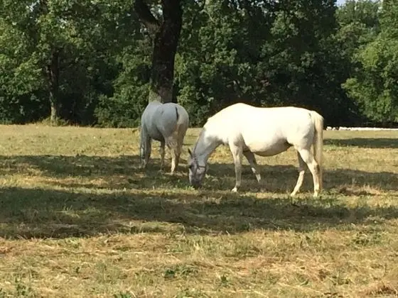 Ev, Birden Çok Yatak