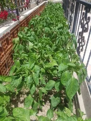 Sardunya