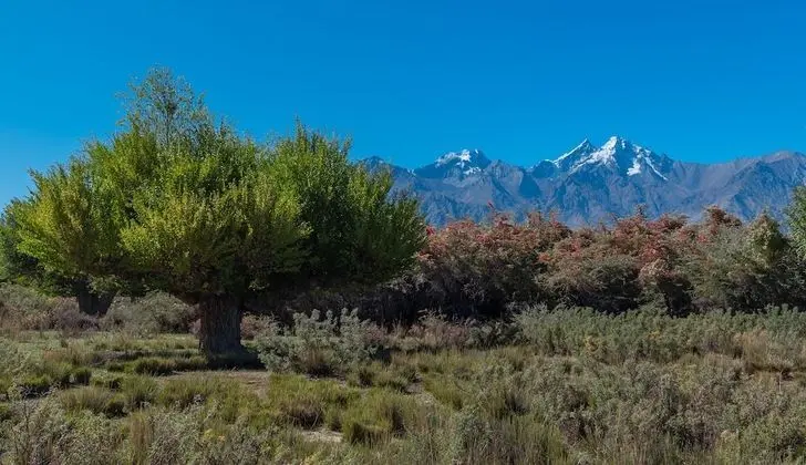 Exclusive Oda, Dağ Manzaralı, Bahçeli