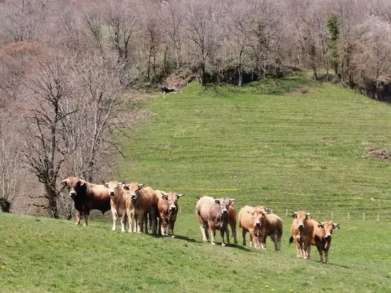 Family Üç Kişilik Oda (4-6)