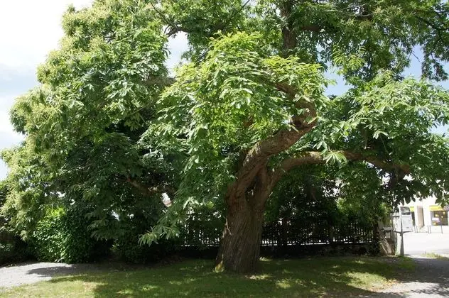 Tek Büyük Yataklı Oda (Corot)