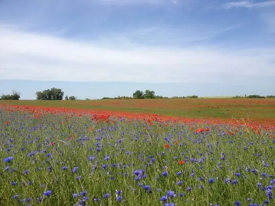 Oda (Terre d’Argile)