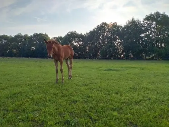 Comfort Kır Evi, Banyolu/Duşlu