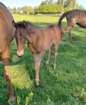 Comfort Kır Evi, Banyolu/Duşlu