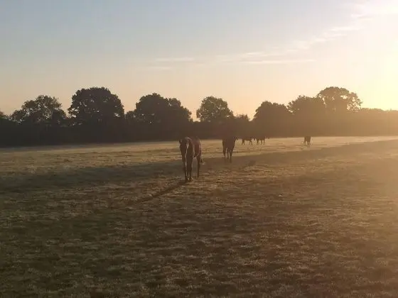 Family Süit, Banyolu/Duşlu