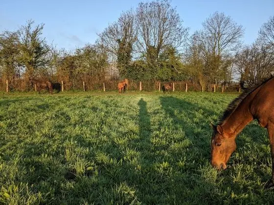 Romantic Tek Büyük Yataklı Oda, Banyolu/Duşlu