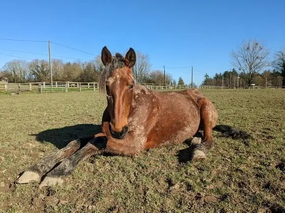 Romantic Tek Büyük Yataklı Oda, Banyolu/Duşlu