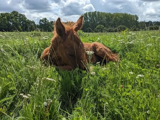 Romantic Tek Büyük Yataklı Oda, Banyolu/Duşlu