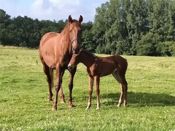 Romantic Tek Büyük Yataklı Oda, Banyolu/Duşlu