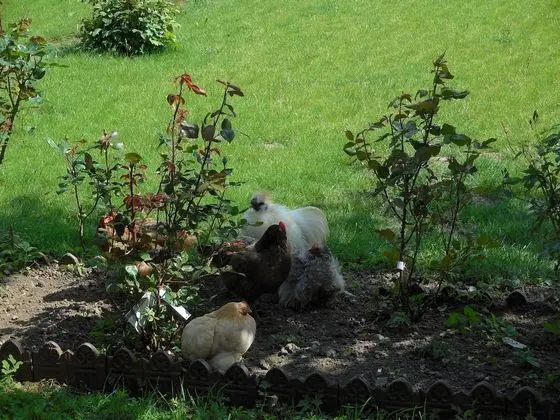 Premier Tek Büyük Yataklı Oda, Özel Banyo, Avlu Manzaralı