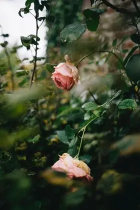 Premier Tek Büyük Yataklı Oda, Özel Banyo, Avlu Manzaralı