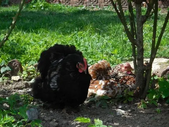 Romantic Stüdyo, Özel Banyo