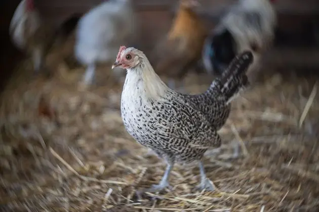 Superior Kır Evi, Engellilere Uygun, Bahçe Manzaralı (« soirs d’été »)